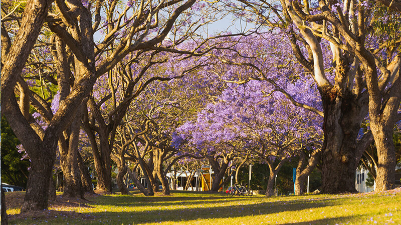Jacaranda trees in flower in Brisbane